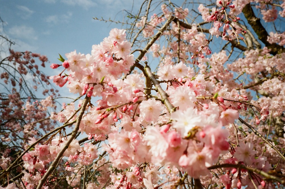 a bunch of pink flowers on a tree