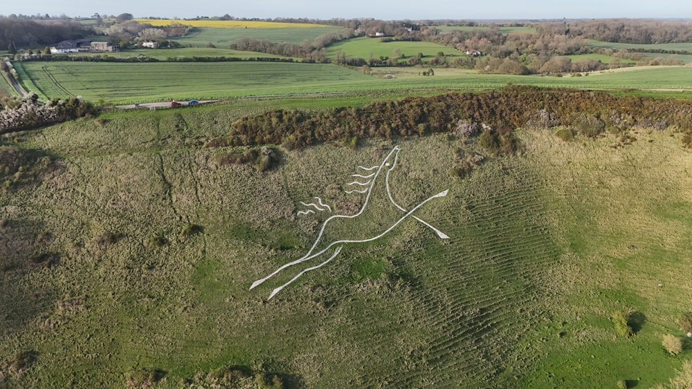 a bird's eye view of a grassy area with a drawing of a lizard