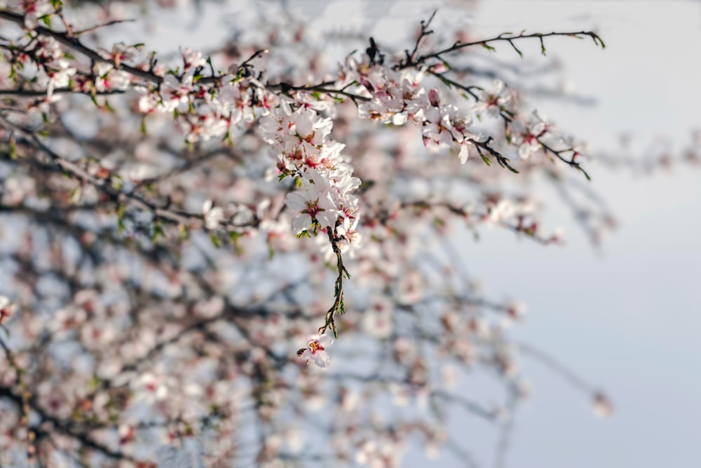 a branch of a tree with white flowers