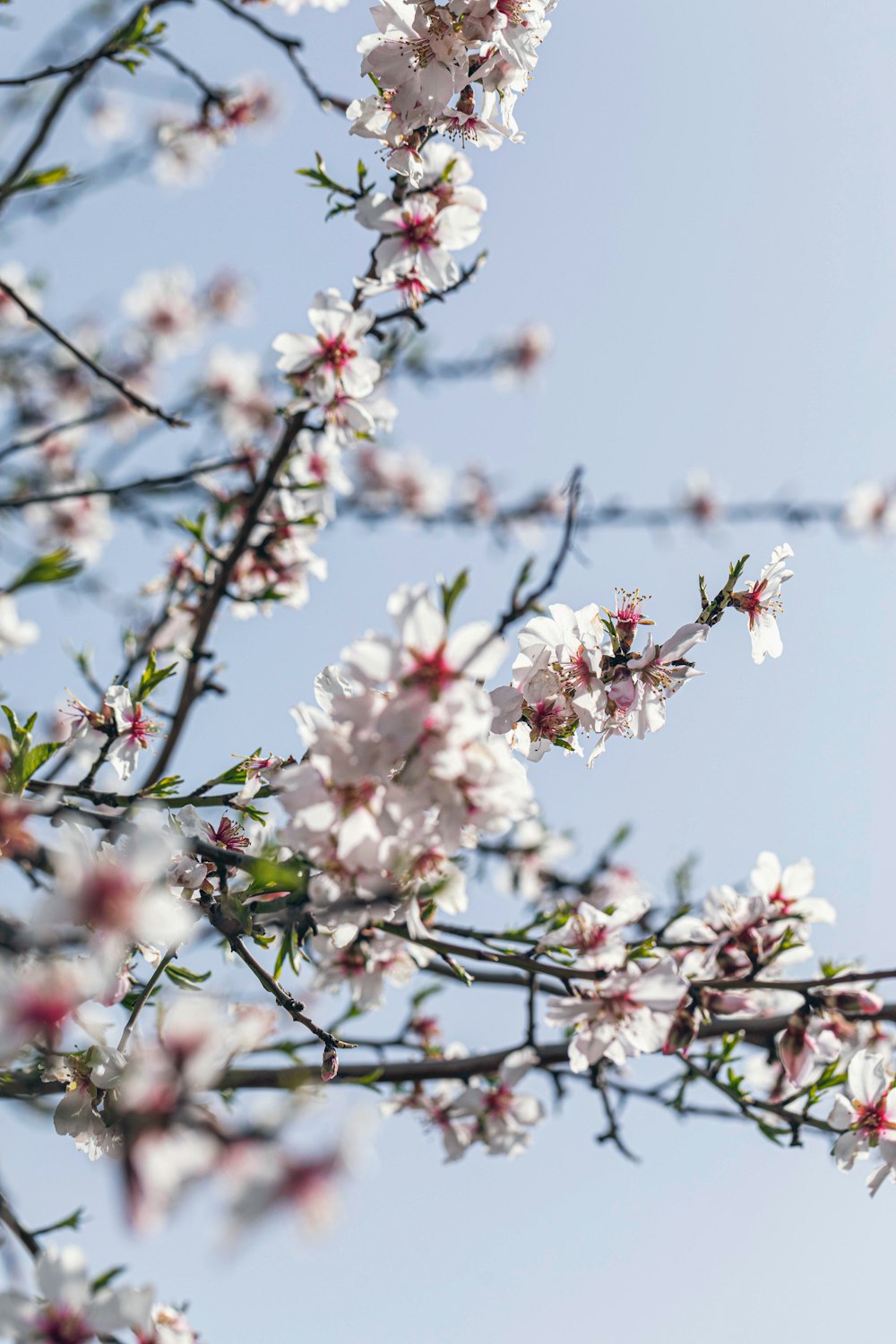 a close up of a tree with white flowers