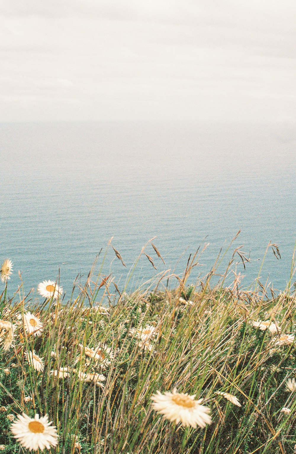 a field of daisies on a cliff overlooking the ocean
