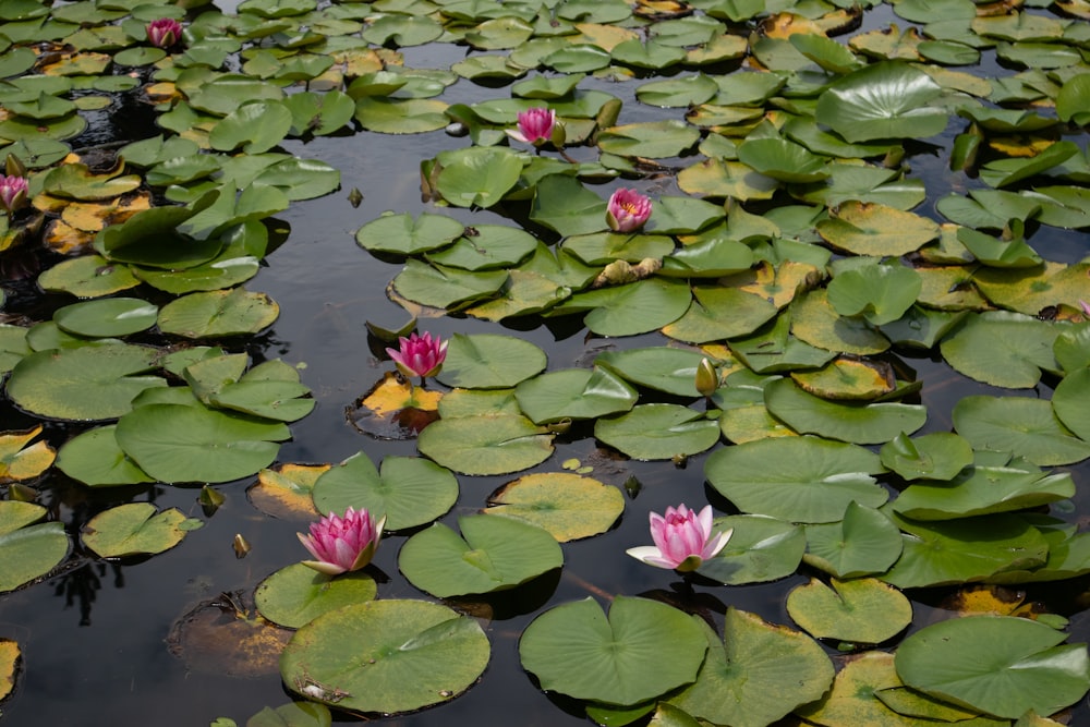 a pond filled with lots of water lilies