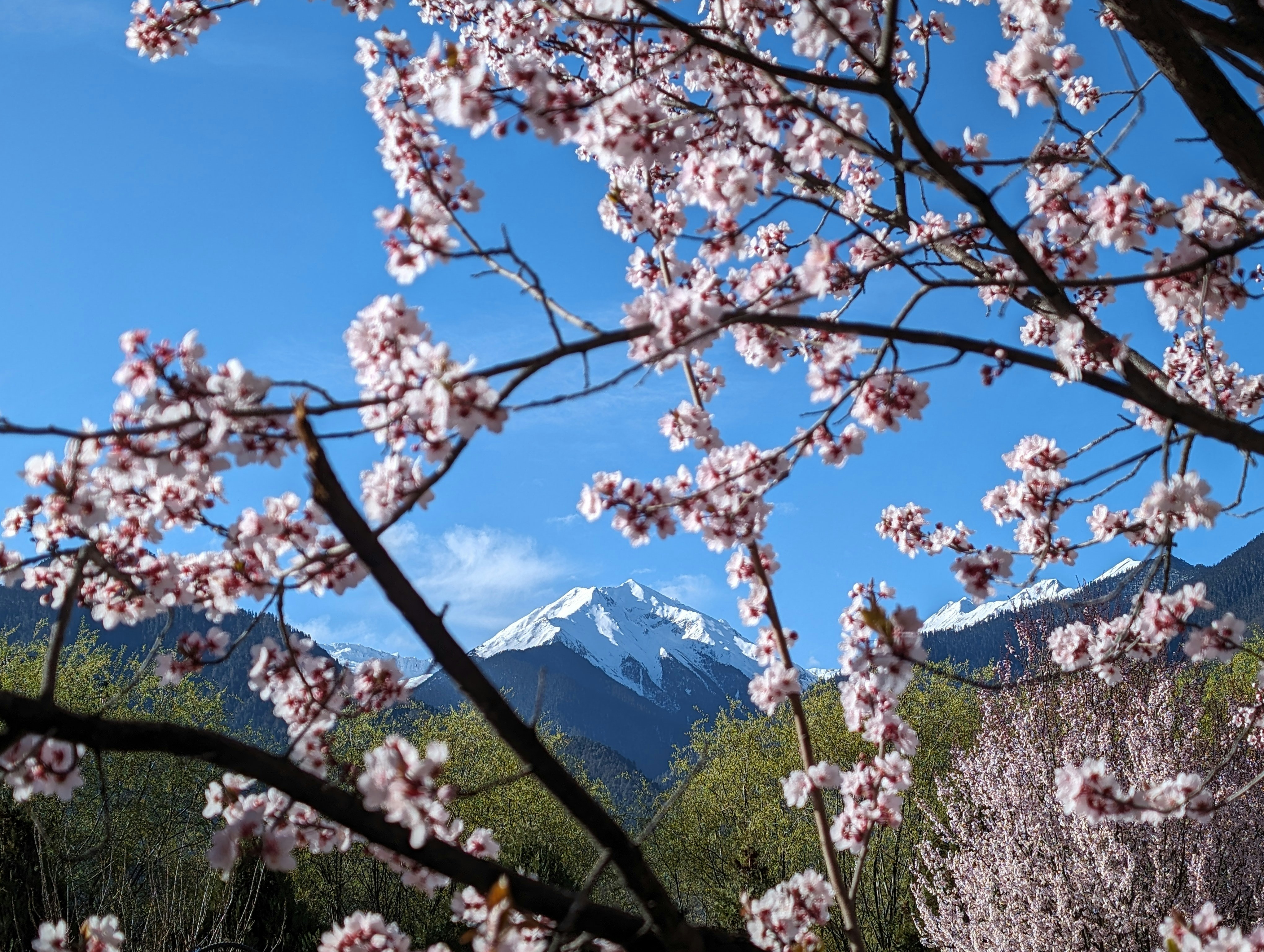 Un árbol con flores rosadas frente a una montaña foto – Imagen de Flor  gratuita en Unsplash, image size:3000x2259