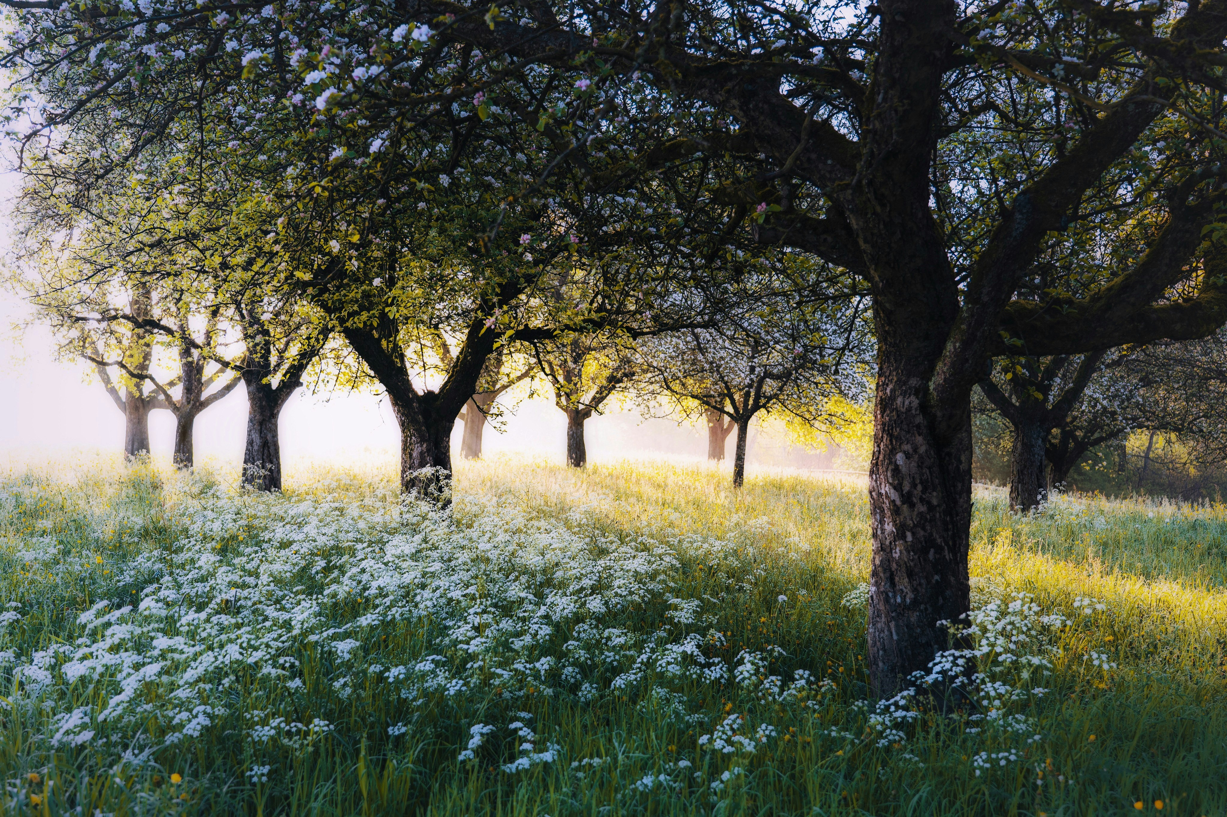 A group of trees in a field of flowers photo – Free Spring Image on Unsplash, image size:3000x1998