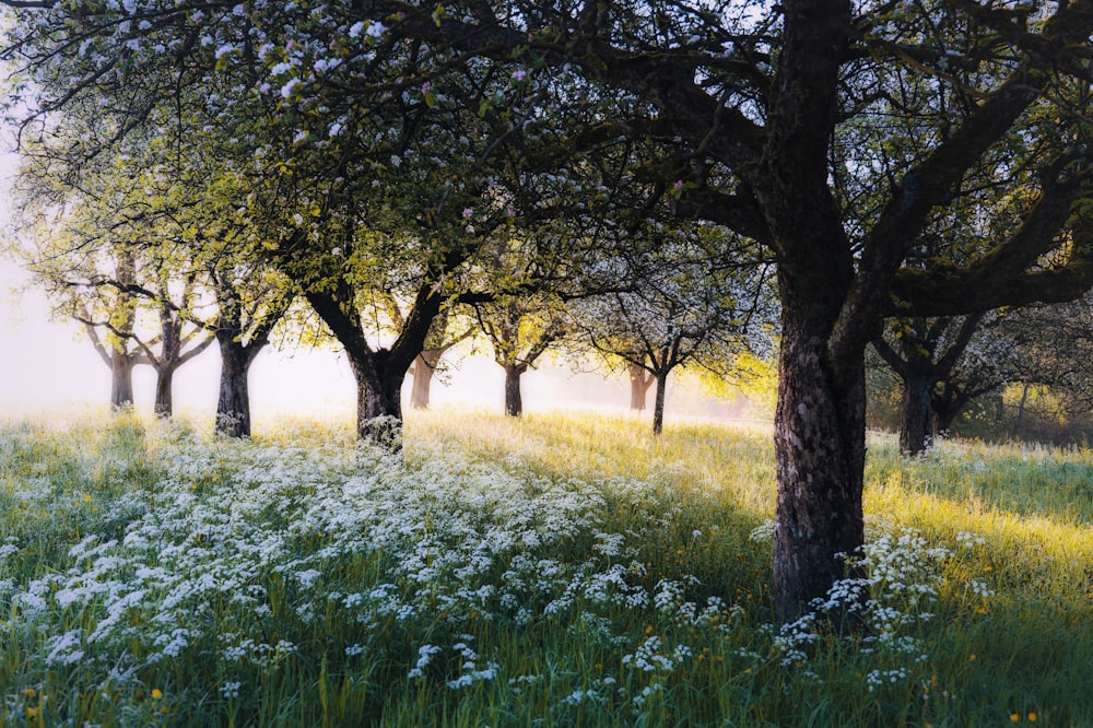 a group of trees in a field of flowers