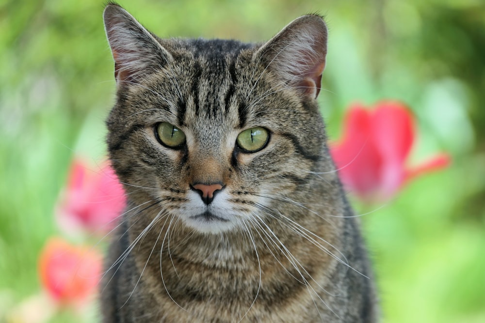 a close up of a cat with flowers in the background