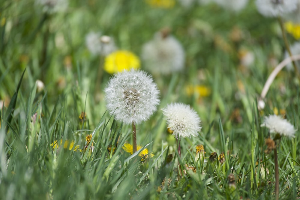 a bunch of dandelions that are in the grass