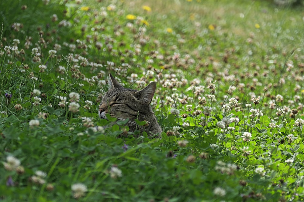 a cat sitting in a field of flowers