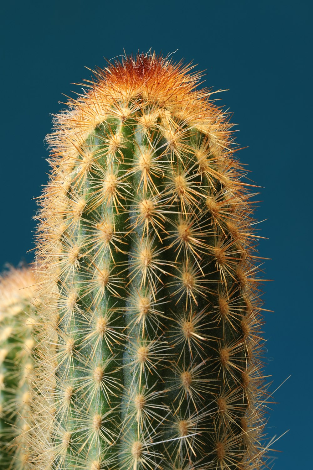 a close up of a cactus against a blue sky