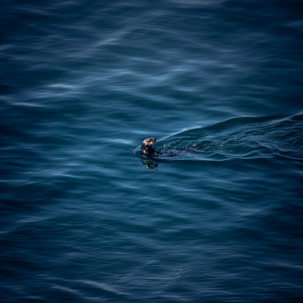 a man swimming in the ocean with a surfboard