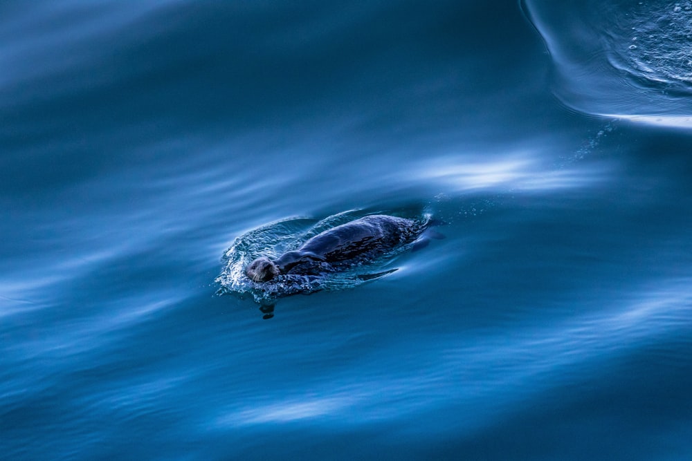 a turtle swimming in a body of water