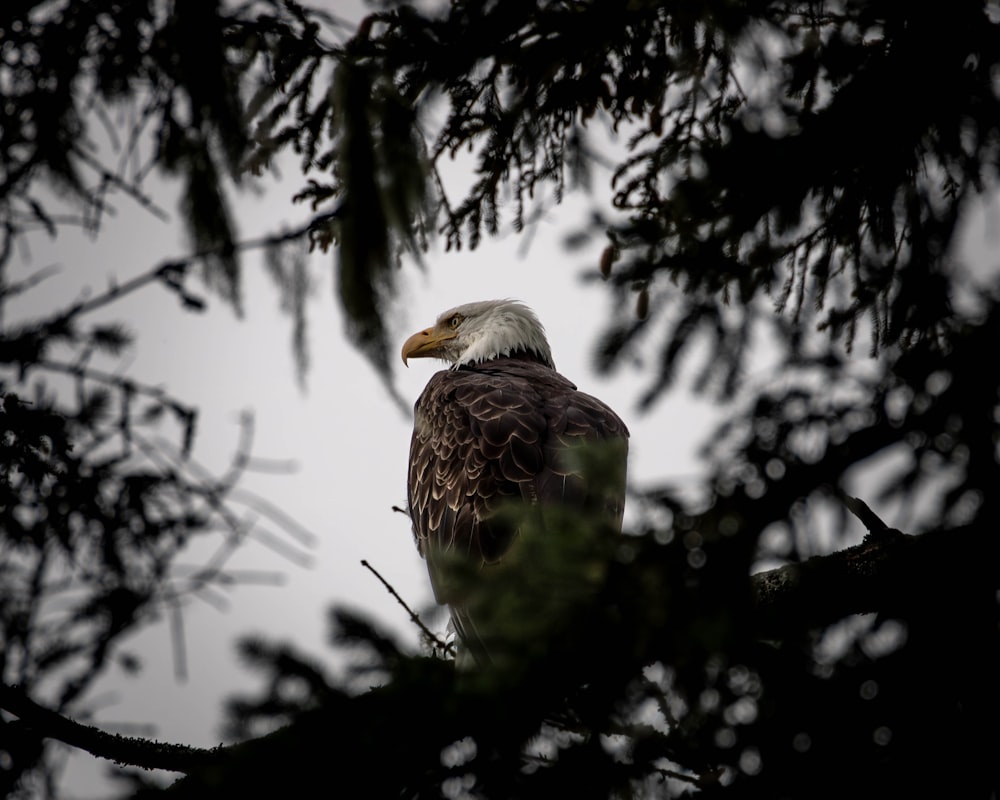 un águila calva posada en la rama de un árbol