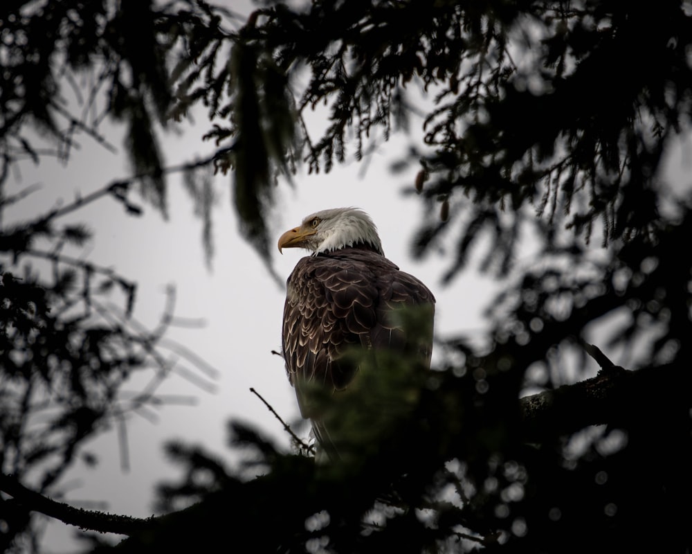 a bald eagle perched on a tree branch