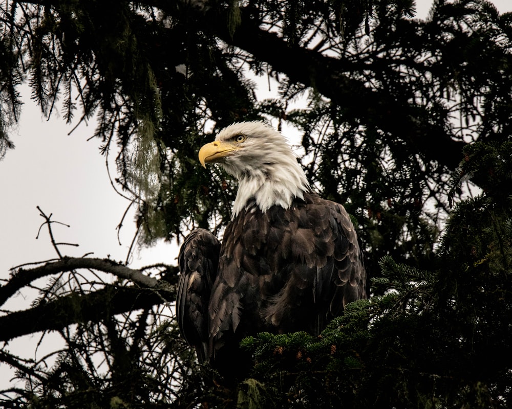 a bald eagle sitting in a pine tree