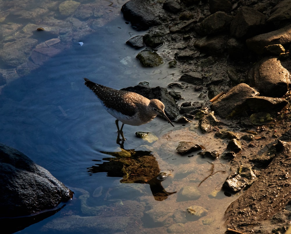um pássaro em pé sobre uma rocha em um corpo de água
