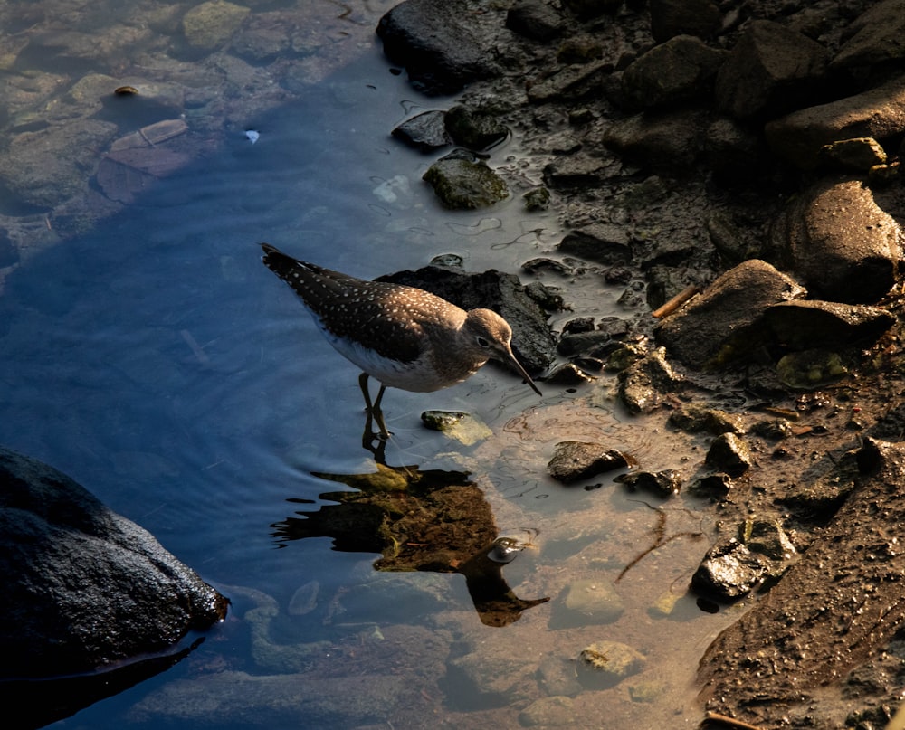 a bird standing on a rock in a body of water