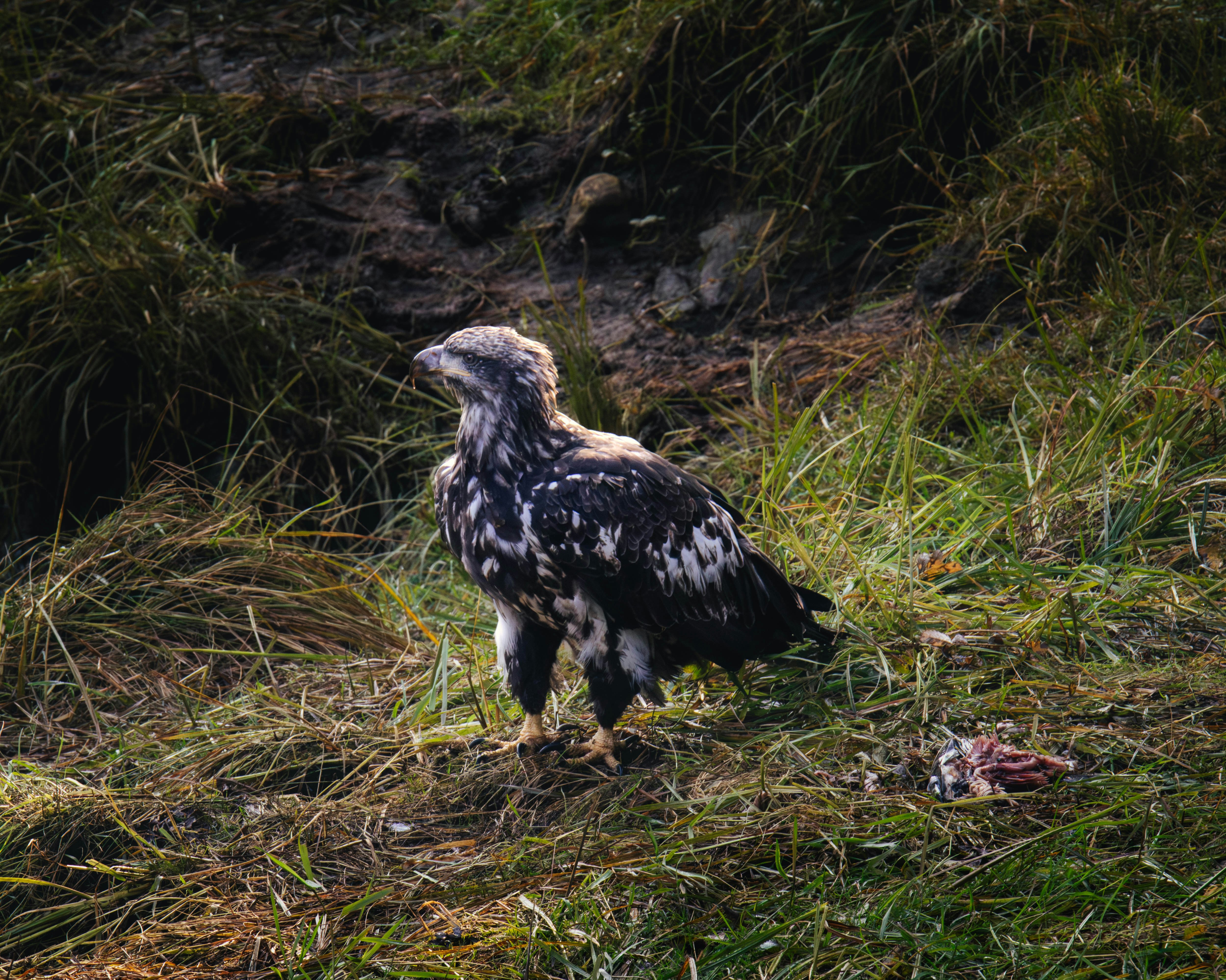 un gran pájaro parado en la cima de un exuberante campo verde