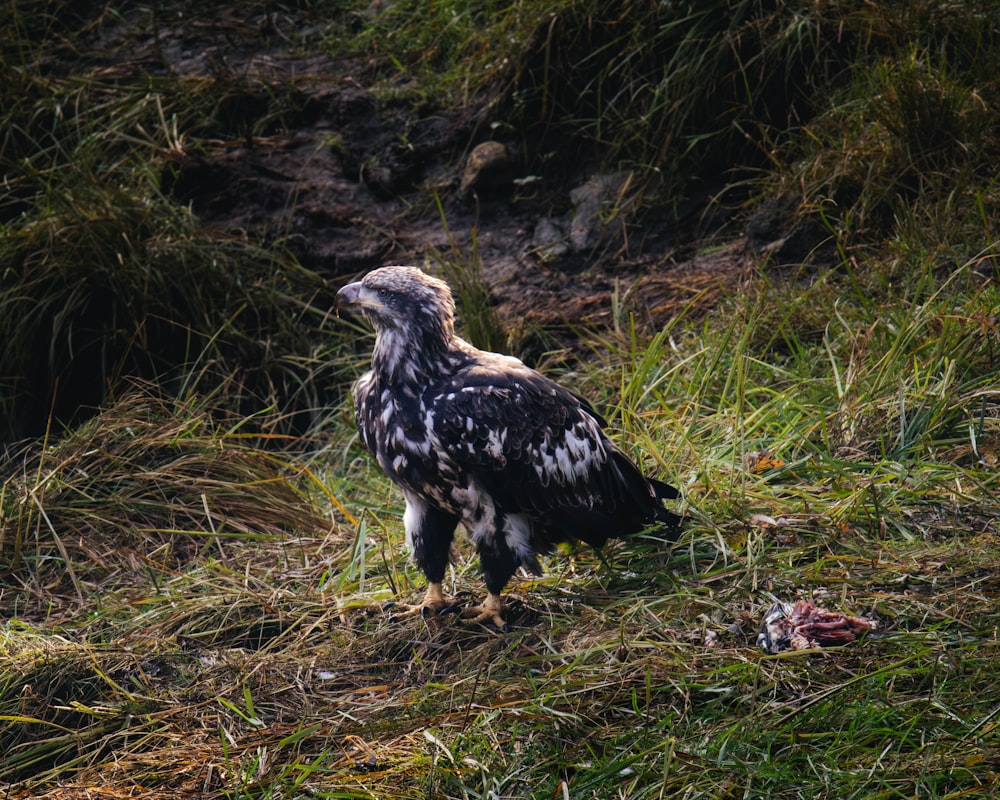 a large bird standing on top of a lush green field