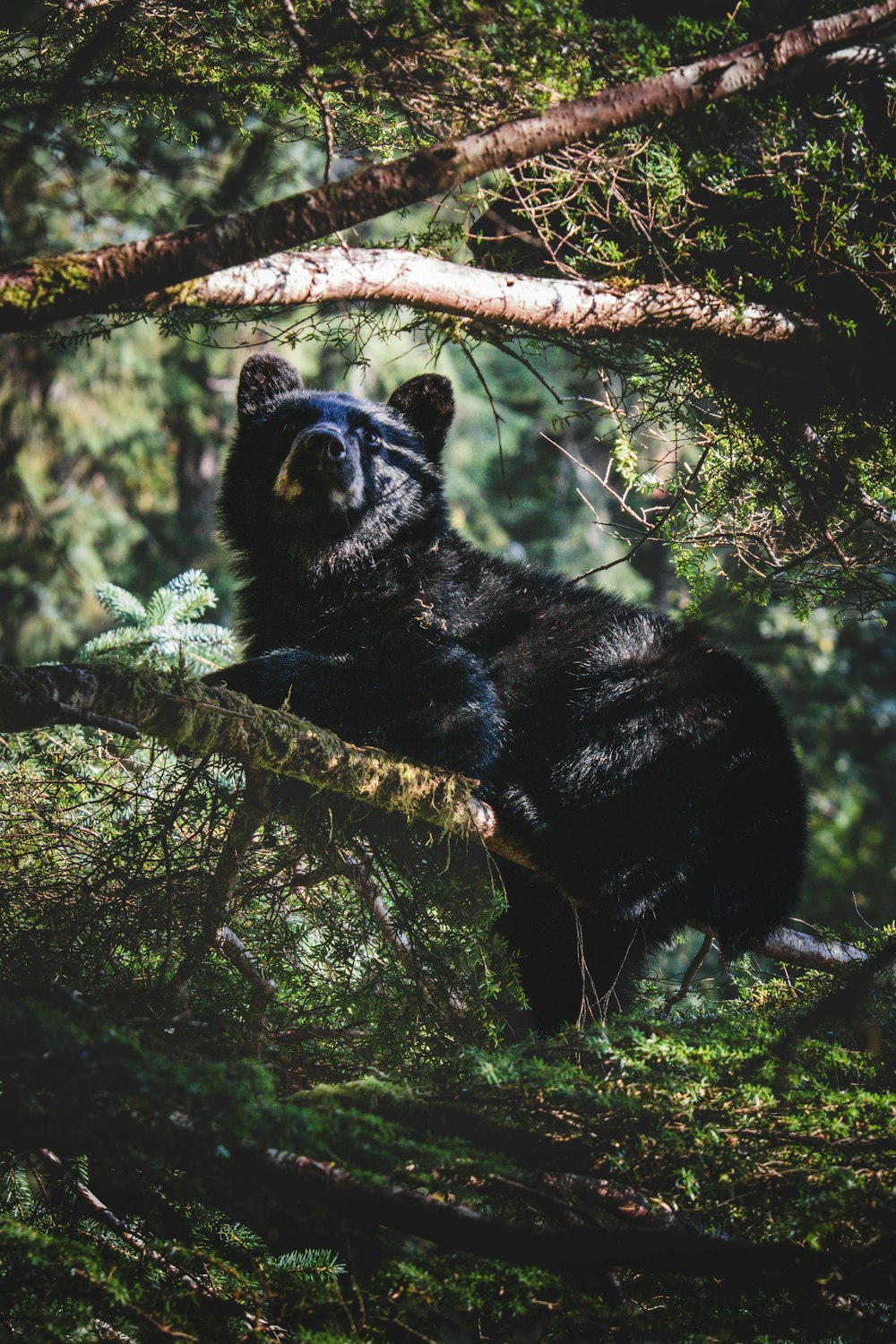 um urso preto está sentado em uma árvore