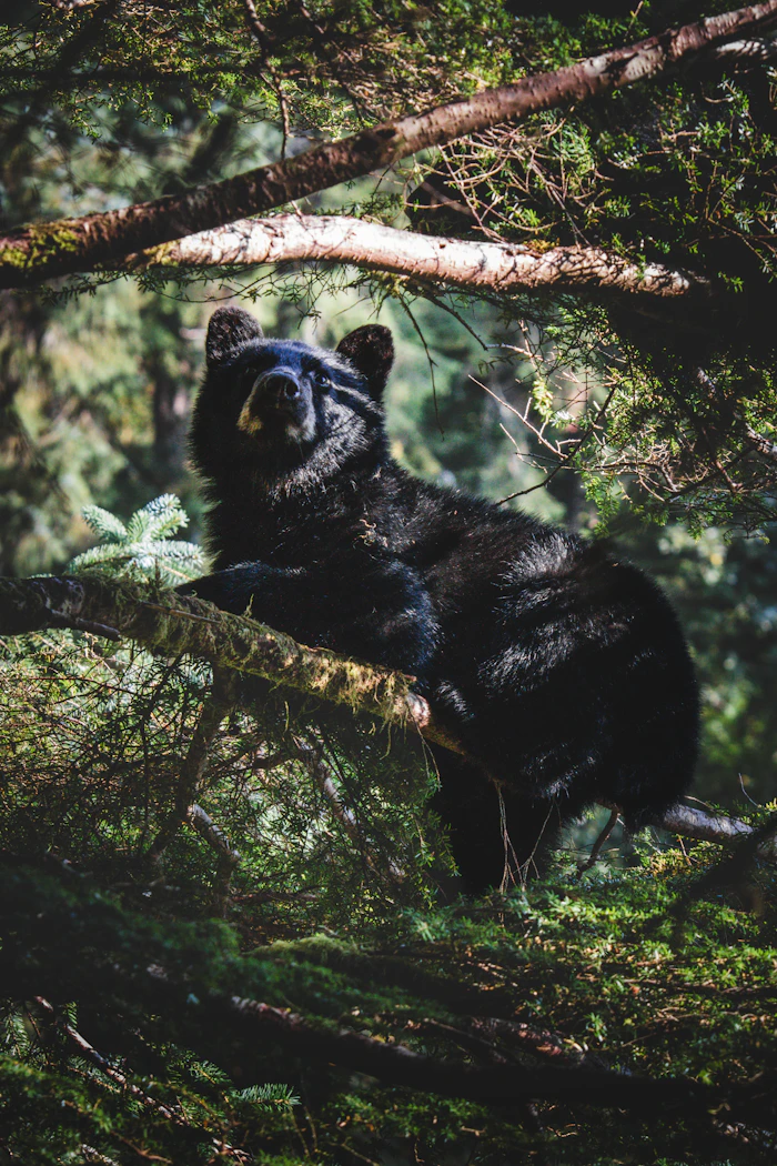 Bear Viewing Trips