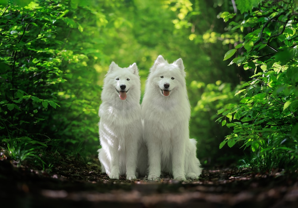 two white dogs sitting in the middle of a forest