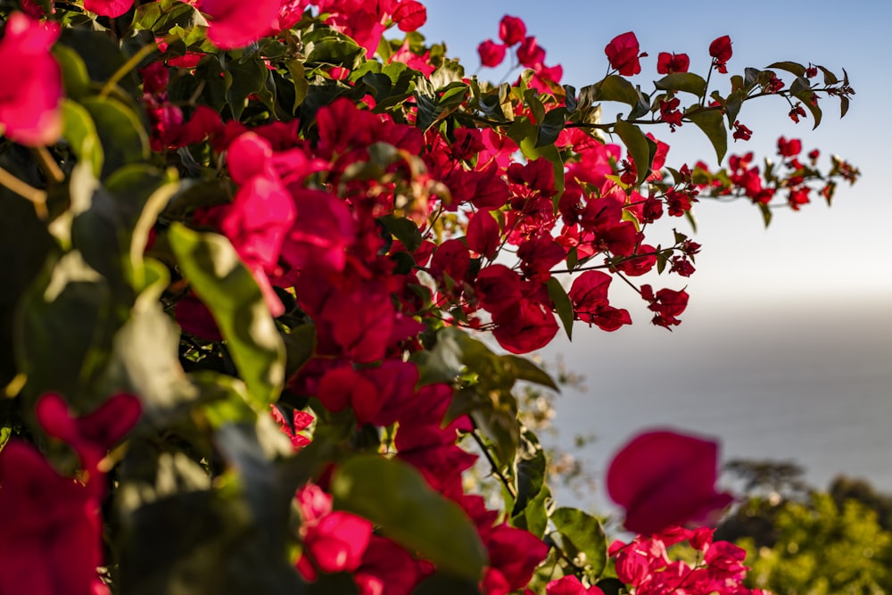 a bush of red flowers next to a body of water