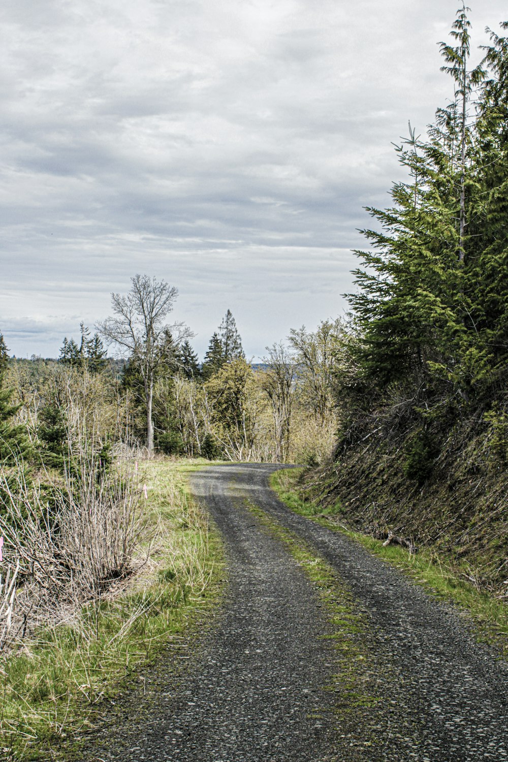 a road in the middle of a wooded area