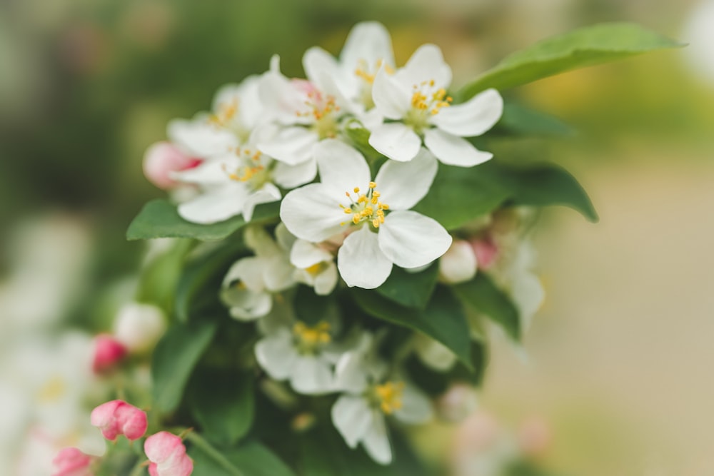 a close up of a bunch of white flowers