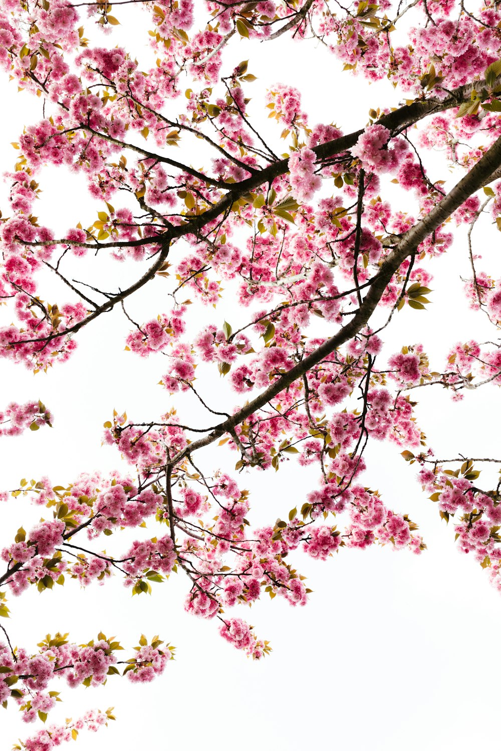 a tree with lots of pink flowers on it