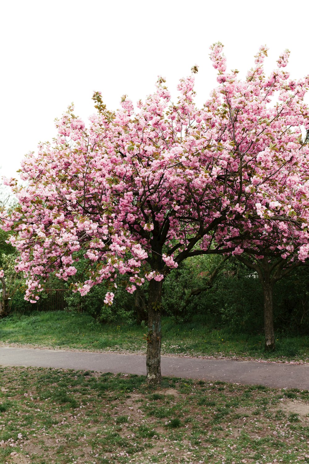 a tree with pink flowers in a park