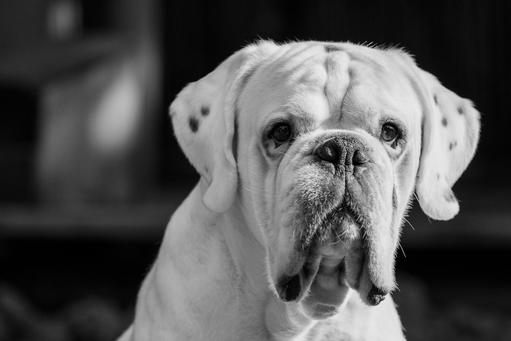 a black and white photo of a dog with its tongue out