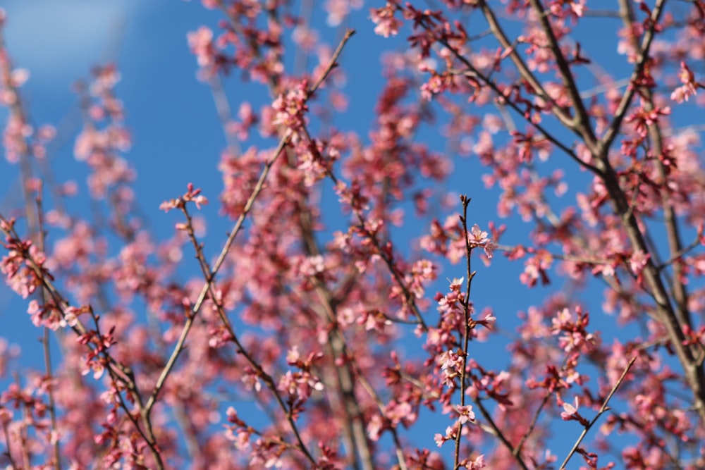 ピンクの花を咲かせる木の接写