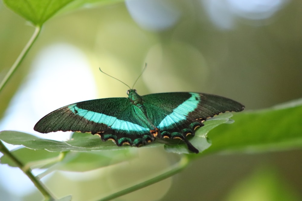 a green and black butterfly sitting on a leaf