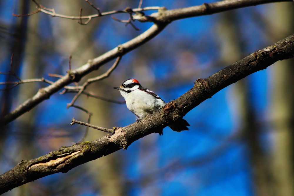 a small bird perched on a tree branch