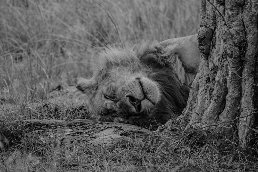 uma foto em preto e branco de um leão adormecido