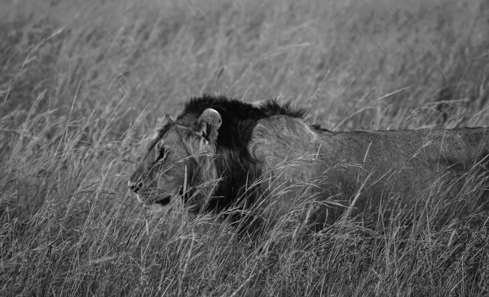 a black and white photo of a lion in tall grass