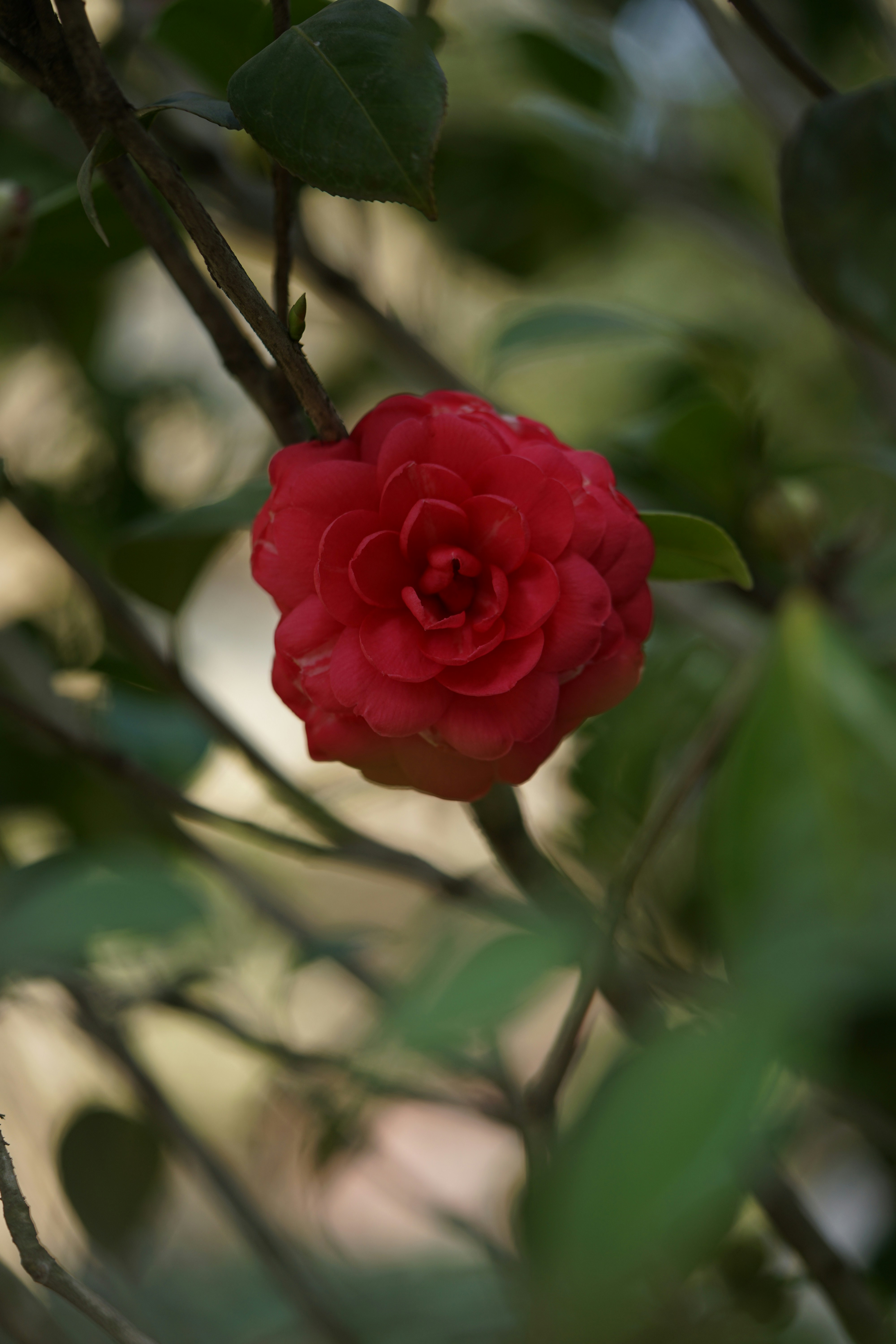 Photo by kubotatsuki