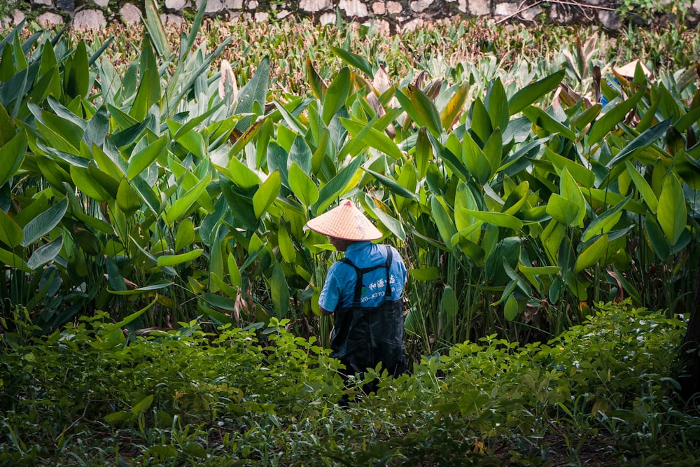 a person standing in a field of green plants