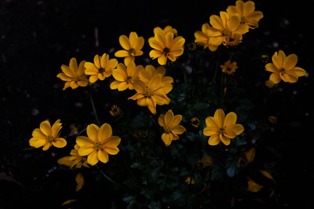 a bunch of yellow flowers in the dark