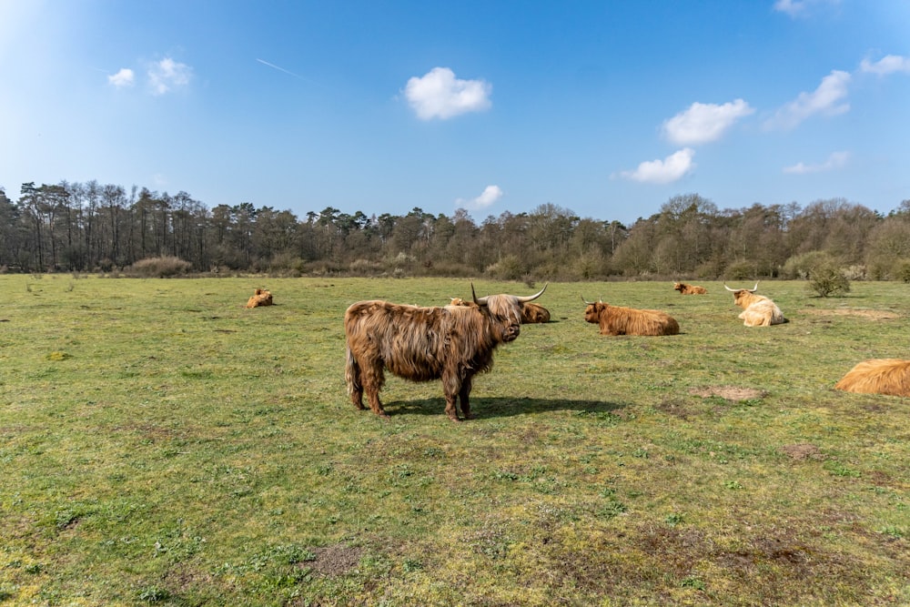 a herd of cattle standing on top of a lush green field