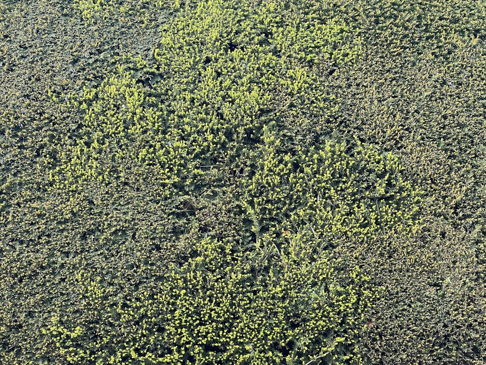 a large patch of green plants in the middle of a field