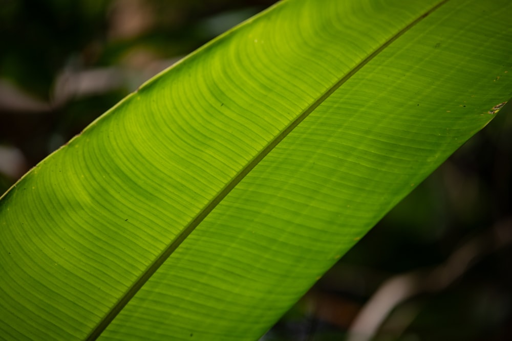 a close up of a large green leaf