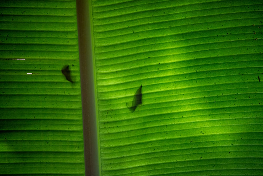 a close up of a large green leaf