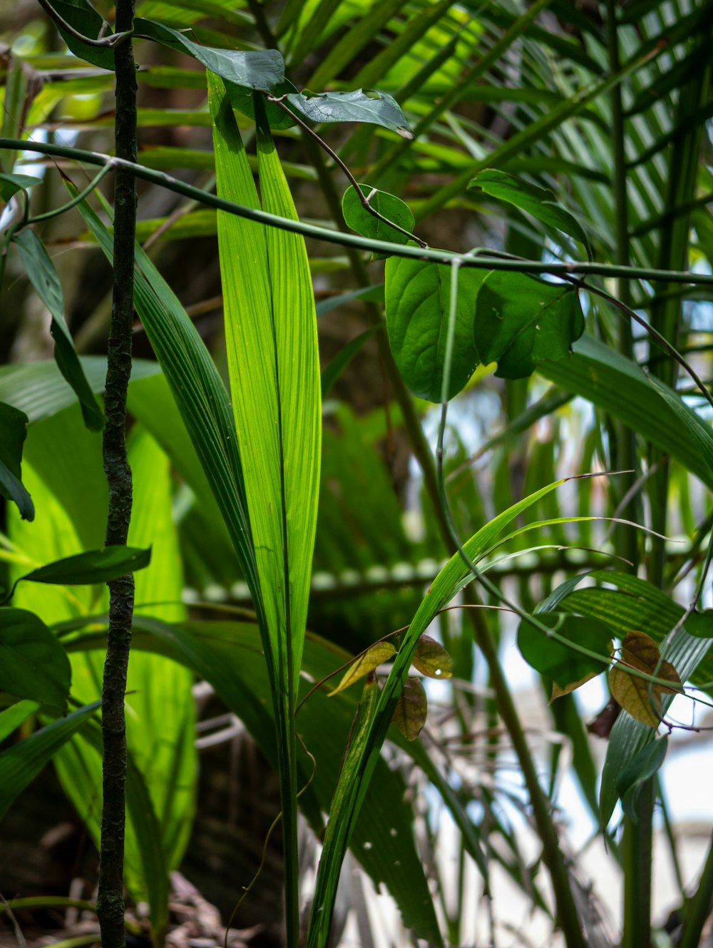 a bird perched on top of a green plant