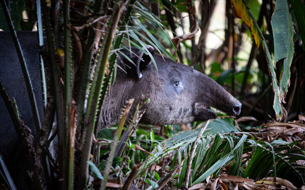 an animal that is standing in the grass