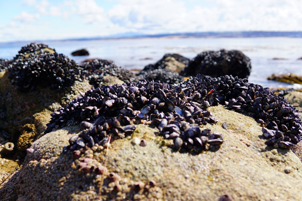 a close up of a rock with seaweed on it