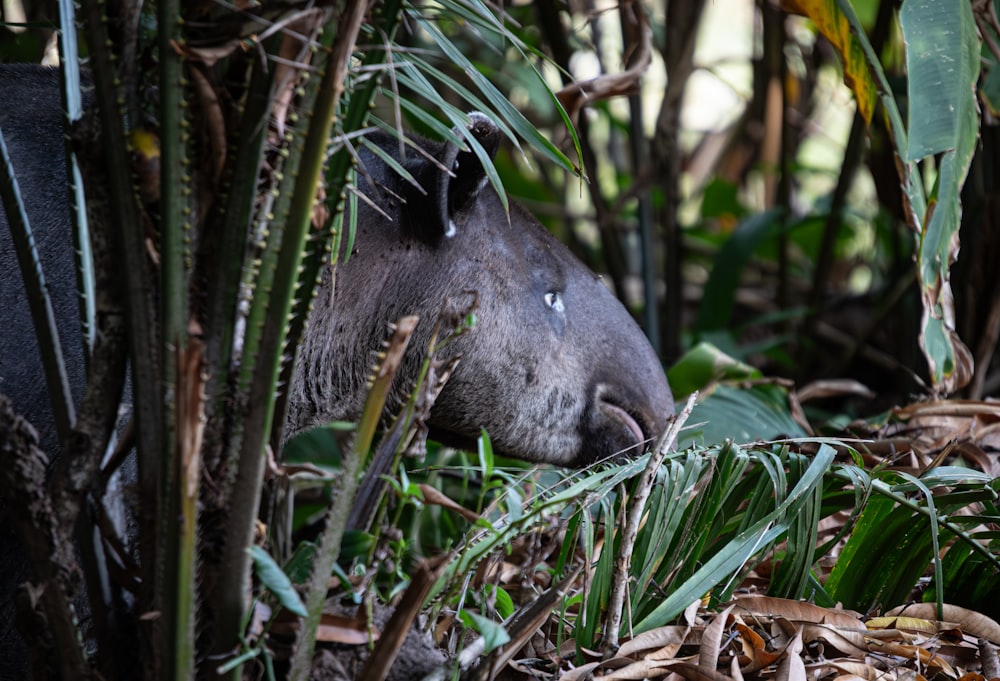 an animal that is laying down in the grass