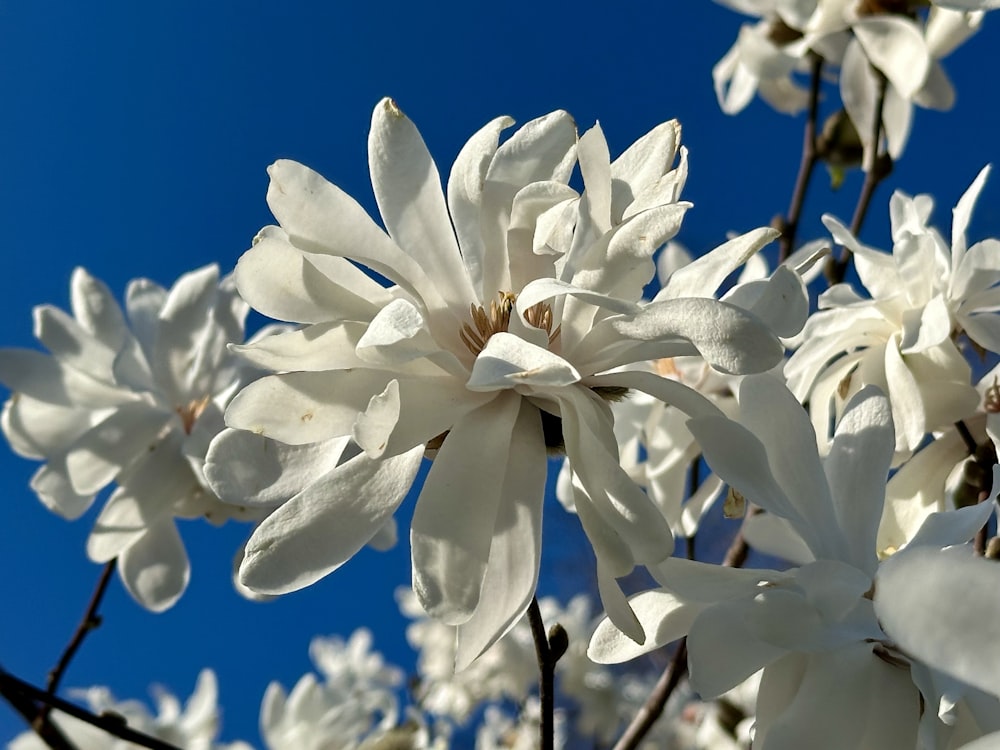 a bunch of white flowers with a blue sky in the background
