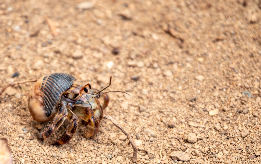 a couple of bugs sitting on top of a sandy ground