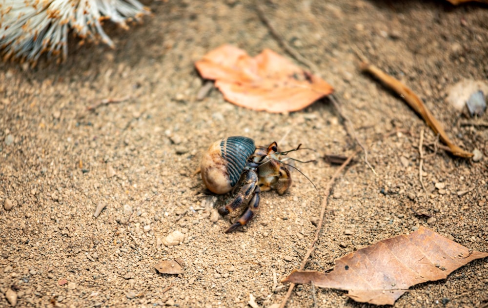 un insecto azul y negro sentado en el suelo